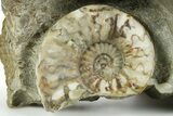 Calcite-Replaced Ammonite (Aegasteroceras) Cluster - England #353859-3